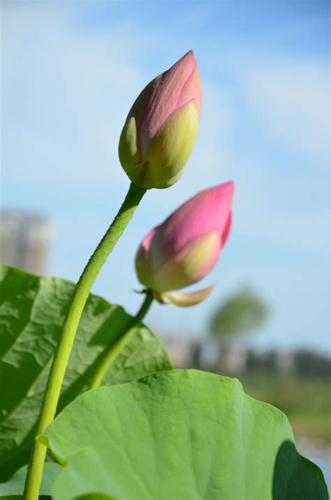 荷花 意思